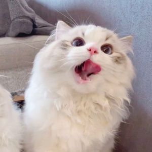 Meet your Posher, Athena